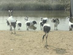 -盐城丹顶鹤湿地生态旅游区