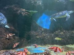 -华夏文旅海洋公园