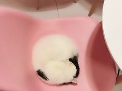 -三花喵·撸猫购宠·宠物生活馆(虹桥南丰城店)