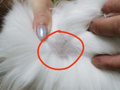 -艾贝尔宠物诊疗