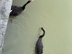 -福建鲤鱼洲酒店