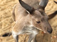 -秦皇岛野生动物园