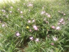 -晓港公园