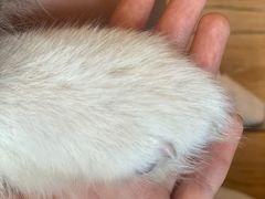 -遇见羊驼·奶狗咖·布偶猫咖·法斗柯基柴犬阿拉斯加(春熙路太古里IFS店)