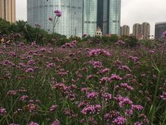 -艾溪湖湿地公园