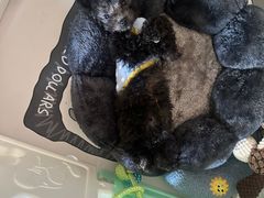 -唐小姐の猫狗洗护·购宠旗舰店(周浦万达店)