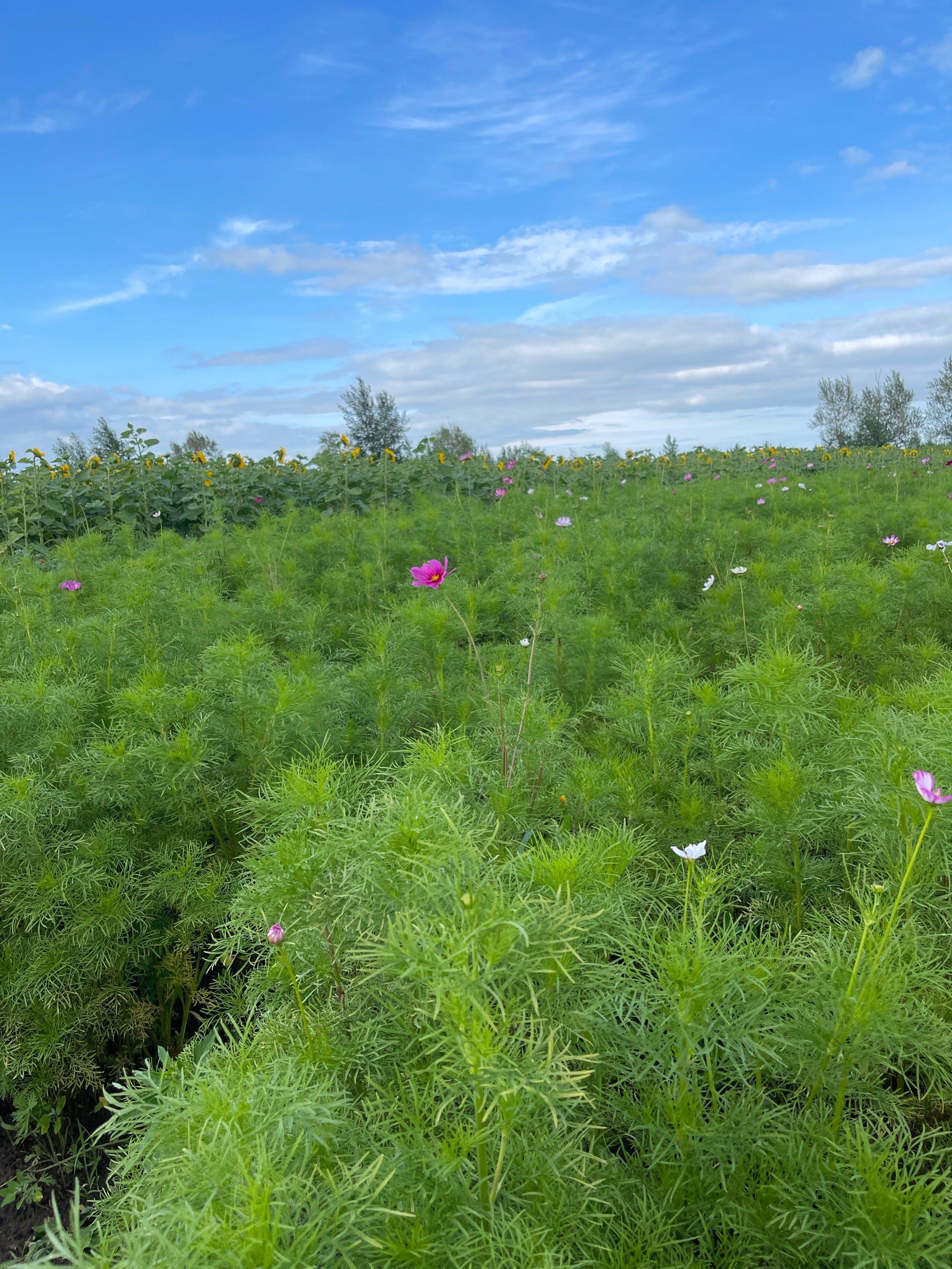 蓝天白云大草原花海