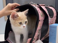 -伟伟宠物医院·CT影像中心·瑞派犬猫综合性门诊(汉口总院)