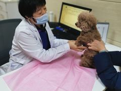 -北京观赏动物医院·24小时大型综合·猫专科·异宠专科