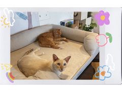 -Cappucimeow猫咪咖啡馆(韦伯时代店)