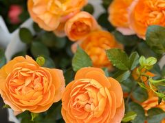 -溪岸路花鸟市场