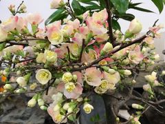 -双季花艺园艺市场(浦东店)