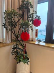 -艾薇朵朵全套房月子中心(江宁店)