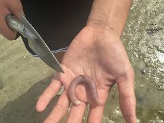 -红树林天天赶海