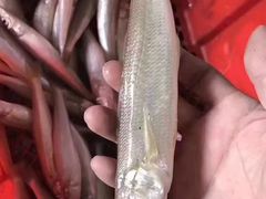 -桂马·日本料理·海胆·海鲜饭·酒场(民主广场店)
