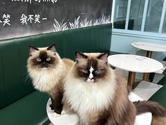 -安格丽娜·狗咖·猫咖羊驼咖(春熙路百盛商场店)