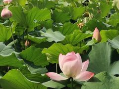 -莲花池公园