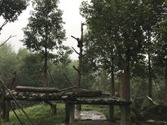 -都江堰中华大熊猫苑