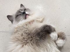-共舞时光猫咖·狗咖(新街口店)