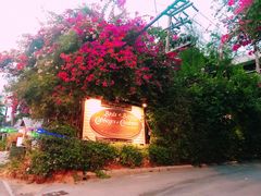 -卷心菜和避孕套餐厅(Pattaya)