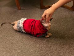 -猫色咖啡·猫咖