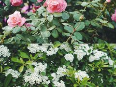 -南通博物苑-崇川人民公园