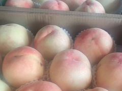 -南汇新场正宗水蜜桃采摘