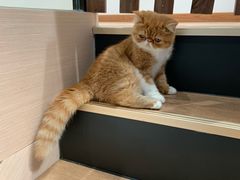 -瞄一喵猫咖(格力海岸店)