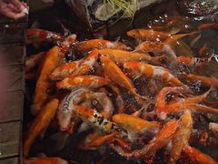 -鱼满舱·鲜活海鲜·正宗鲁菜