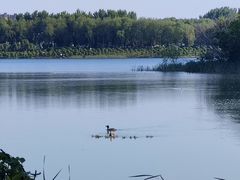 -丁香湖公园