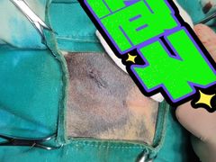 -艾贝尔宠物诊疗