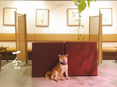 -柴务处·柴犬主题狗咖