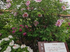 -曹州百花园