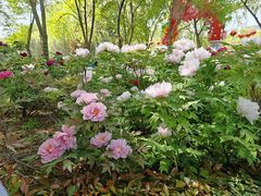 -洛阳市隋唐城遗址植物园