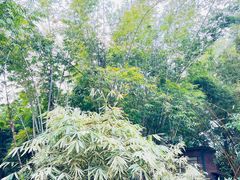 -中国科学院西双版纳热带植物园