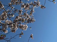 -高东镇樱花园