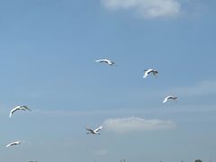 -盐城丹顶鹤湿地生态旅游区