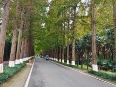 -黄海国家森林公园