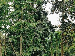 -上海共青森林公园