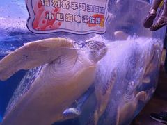-海合安武汉极地海洋公园