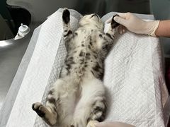 -纳吉亚猫专科动物医院·北北分院