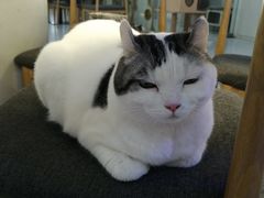 -喵园·猫主题咖啡厅·撸猫·猫咖(国贸店)