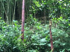 -都江堰中华大熊猫苑