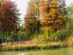 -梁鸿国家湿地公园