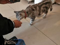 -平行世界·猫咖(首经贸店)