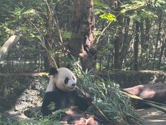 -都江堰中华大熊猫苑