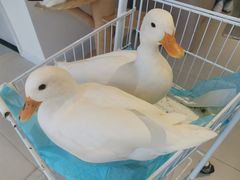 -怪兽屋·羊驼·猫咖·狗咖(俊华广场店)