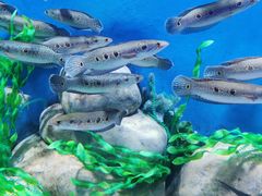 -石家庄市动物园