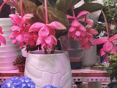 -花鸟鱼虫鲜花绿植市场(玉泉路店)