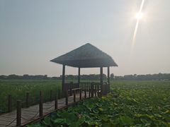 -西青郊野公园